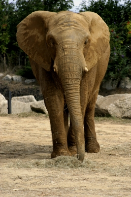 elephant