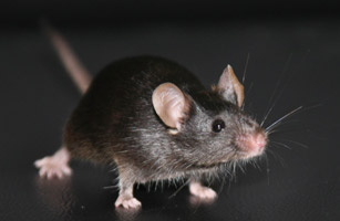 stem cell created mouse - TIME 