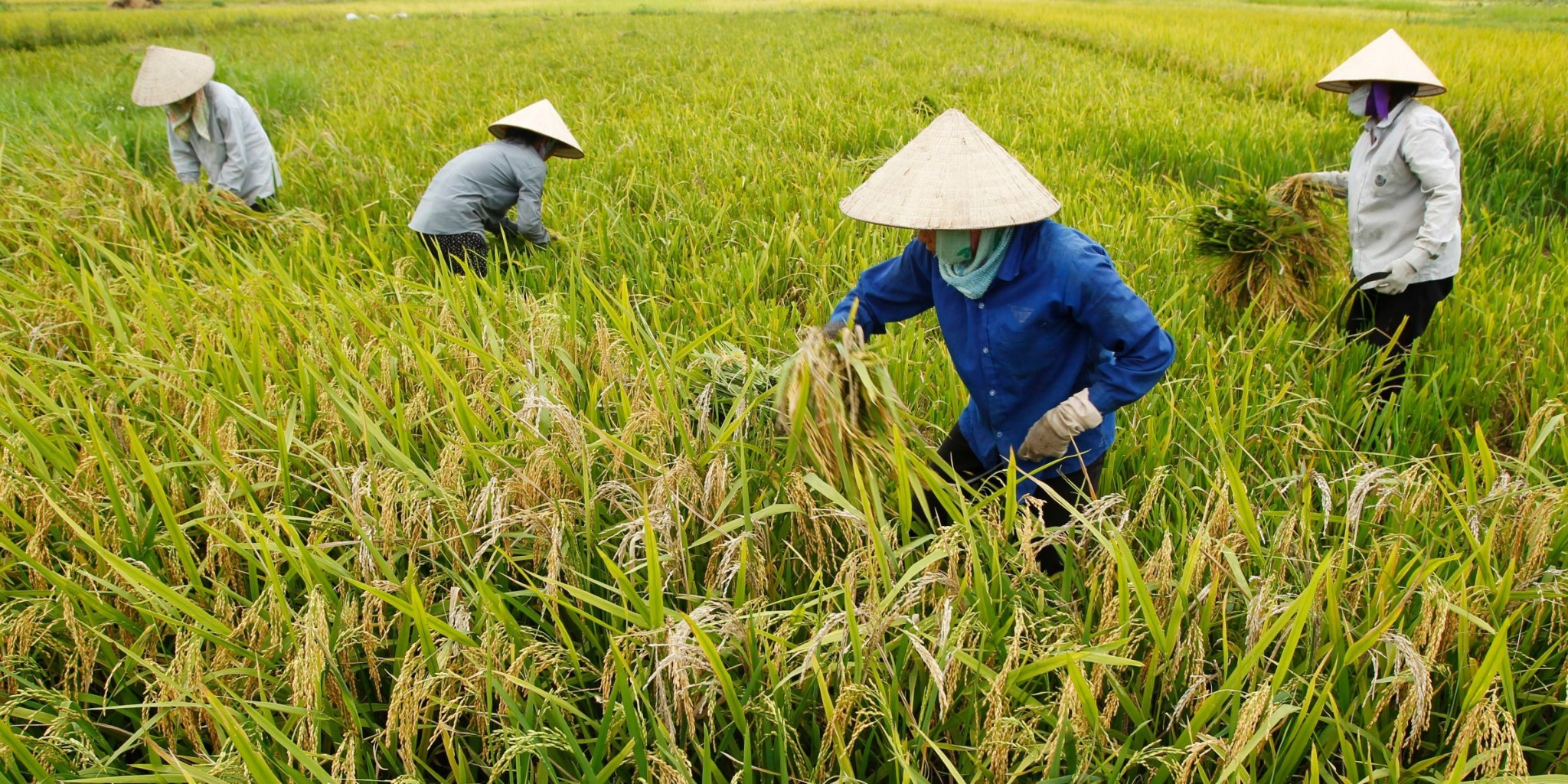 Культура и где растет. Рисоводство в Китае. Рисосеяние в Японии. Сбор урожая риса. Рисовое поле сбор.