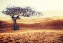 Fossil fuels are doomed – and Trump can’t save them