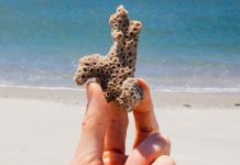 2026 May Be The Year Coral Reefs Around The World Finally Collapse