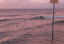 Experts warn of rapid loss of water in the Baltic Sea: ‘A vibrant reef is turning into an underwater wasteland’