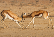 This ABC Showdown Is Different